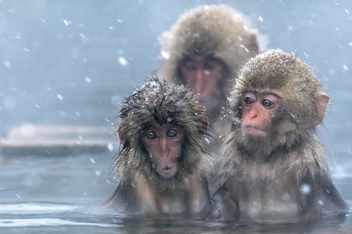 A Japanese zoo has been criticised for culling 57 snow monkeys (stock image)