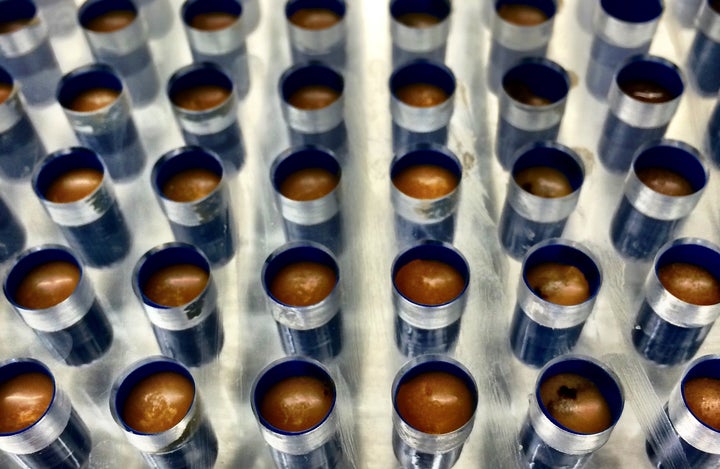 <p>Fecal transplant pills during production</p>