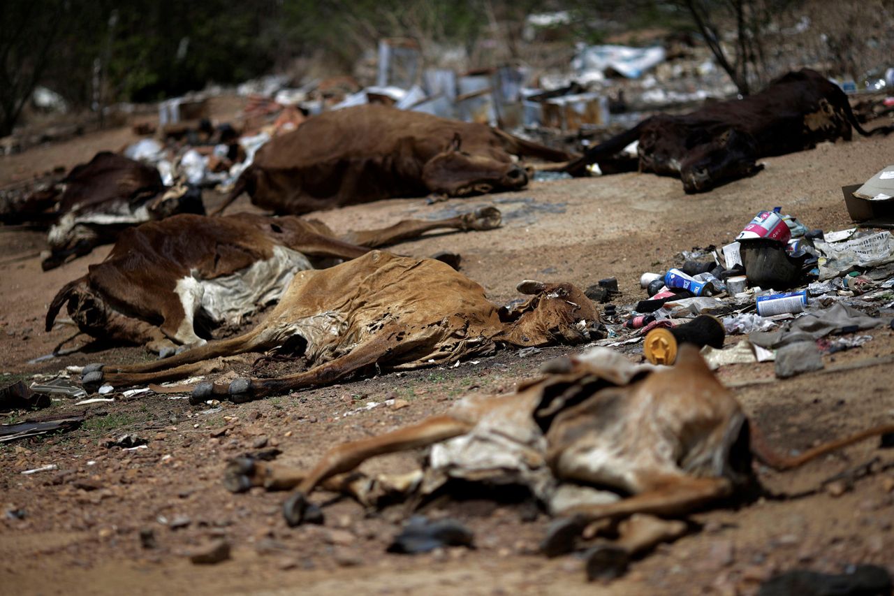 Carcasses of cows lie along a road in Pianco, Paraiba state, Brazil, on Feb. 12, 2017.