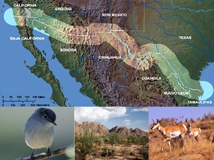<p>US-Mexico Border: Threatened California Gnatcatcher, Sonoran desert habitat, and Endangered Pronghorn. <em>A little known Act could upend environmental protection in favor of border wall construction and trigger a cascade of consequences in the US.</em></p>