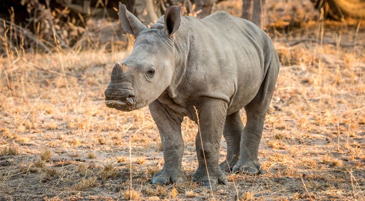 Poachers killed two rhinos at an animal orphanage in South Africa and help staff hostage for hours.