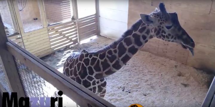 April, a 15-year-old pregnant giraffe, has become a YouTube star with millions of people tuned in to watch her give birth.