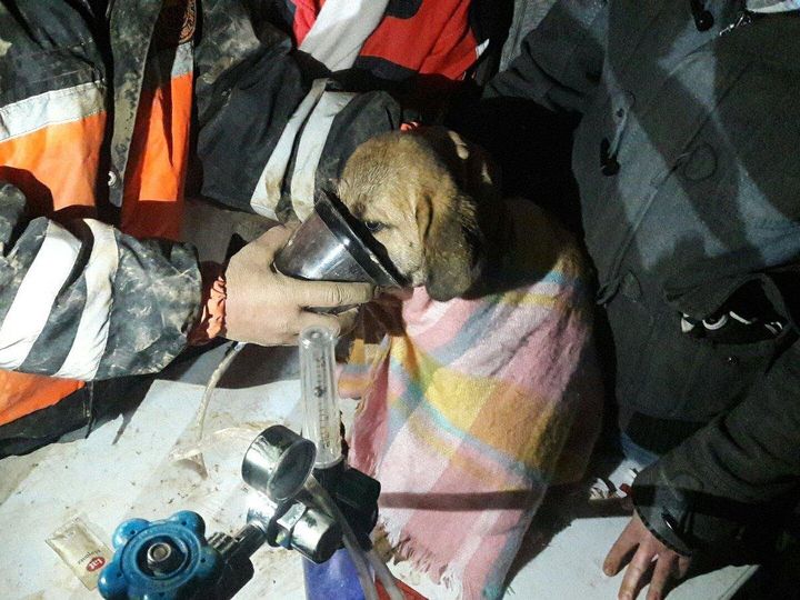 Kuyu shortly after his rescue.