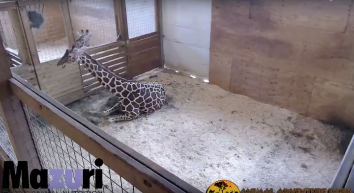 The live stream has allowed millions of people a peek into the giraffe's upcoming birth.