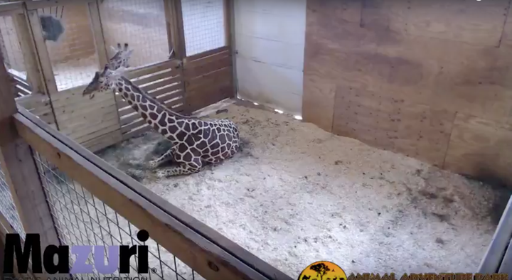 The live stream has allowed millions of people a peek into the giraffe's upcoming birth.