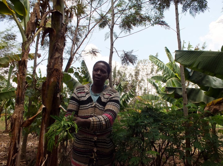 <p>Prisca Mayende gathers fodder on her tree-dense farm...</p>