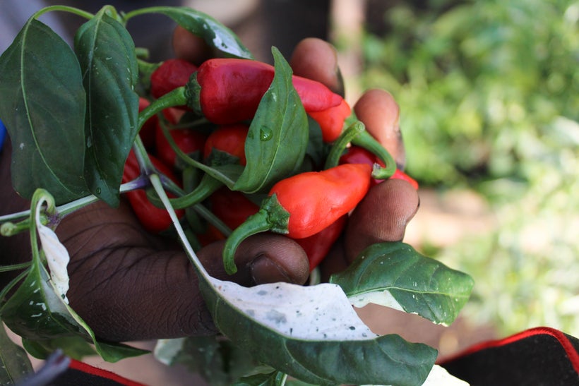 African Fish Peppers used to make pepper jelly.