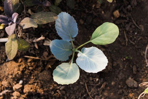 Collards