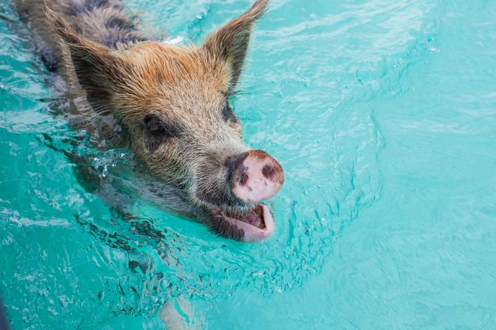 One of the famous swimming pigs in 2012.