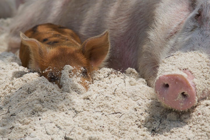 A mother and baby pig on the beach.