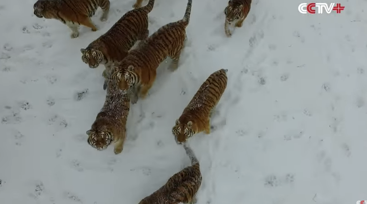 Tigers chased a drone and the internet loved every bit of it