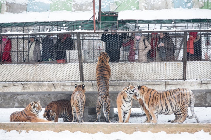 A tiger begs tourists for treats at the Heilongjiang Siberian Tiger Park in Harbin.