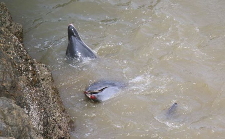 Bloodied bottlenose dolphins after throwing themselves up against rocks, Taiji, Japan