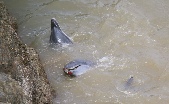 <p>Bloodied bottlenose dolphins after throwing themselves up against rocks, Taiji, Japan</p>