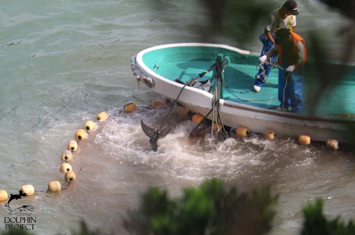 Live striped dolphins panic as they are tied by their tails and dragged to slaughter, Taiji, Japan