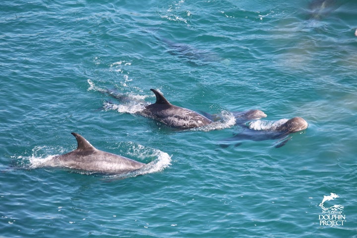 Babies and mothers huddle together, moments before slaughter, Taiji, Japan