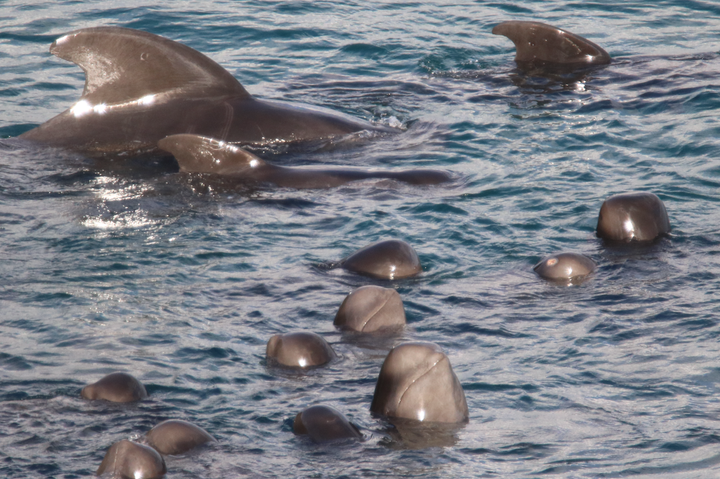 Juvenile pod members spyhop while adult pilot whales swim protectively around young, Taiji, Japan