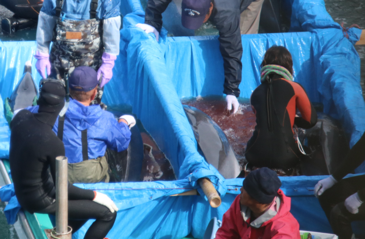 Dying pantropical spotted dolphin after capture, Taiji, Japan