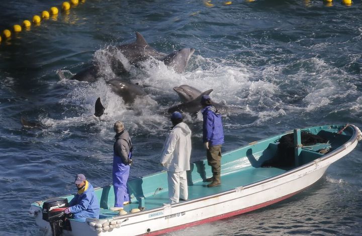 <p>A massive pod of bottlenose dolphins panic after being driven into the cove, Taiji, Japan</p>