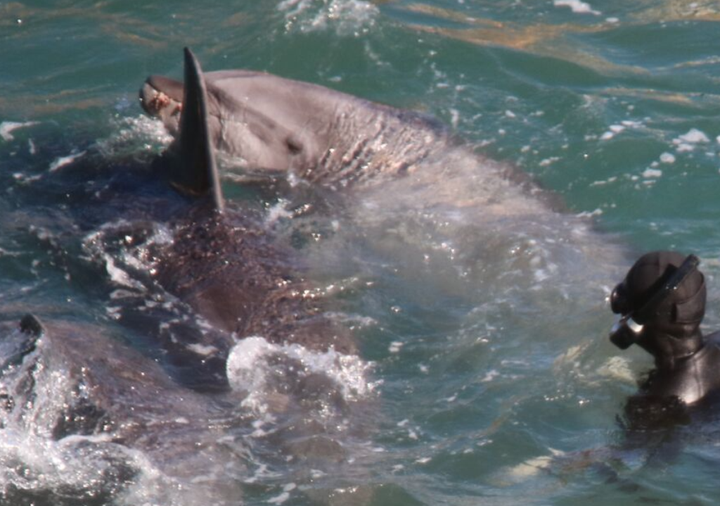 Bloody substance – possibly vomit – observed in dolphin’s mouth as divers wrangle the mammal into nets, Taiji, Japan