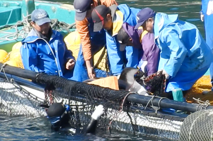 <p>White “paint-like” substance smeared onto back of Pacific white-sided dolphin prior to being dumped in harbor pen, Taiji, Japan</p>