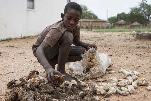 A 13-year-old boy gathers food in the village of Nsezi in Matabeleland, southwestern