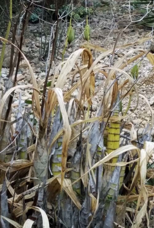 Maize in the Jardin Etnobotanico de Oaxaca