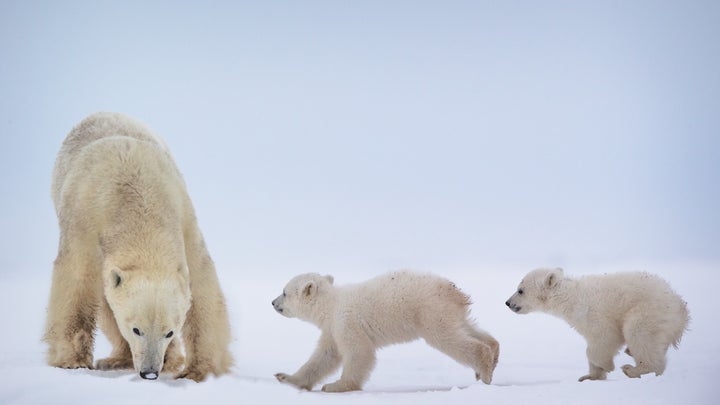 If we truly care about polar bears and the world we are leaving for future generations, we must continue to follow the path o