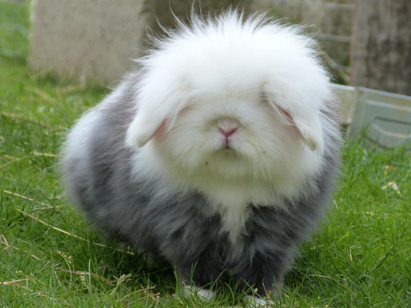 Fluffy angora rabbit