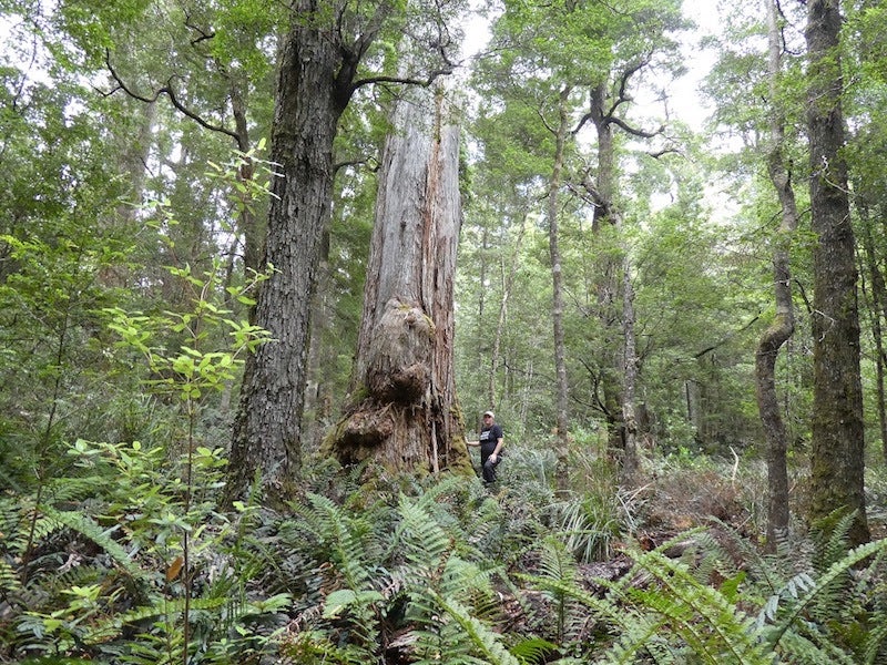 Frankland River ancient forests are stocked with a rich array of biodiversity.