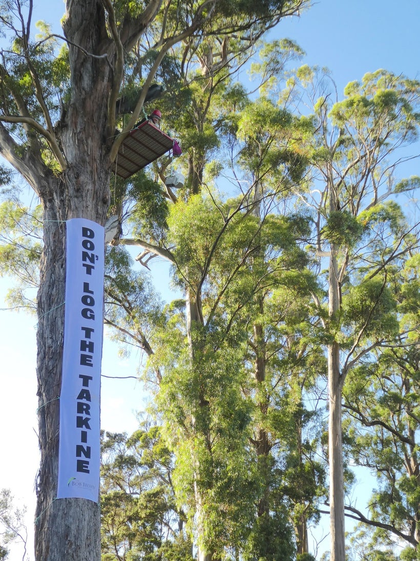 Dr Lisa Searle, who is holding a canopy vigil for the coming week, is urging the Federal Environment Minister, Premier Hodgma