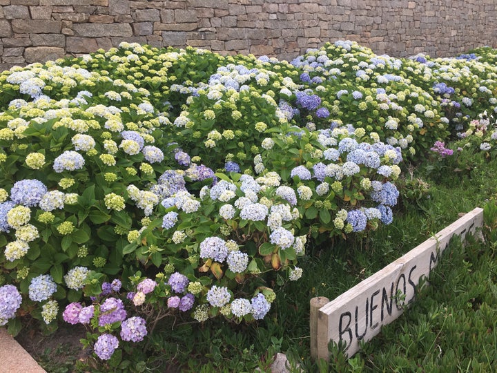 <p>Hydrangeas in full bloom in Jose Ignacio</p>