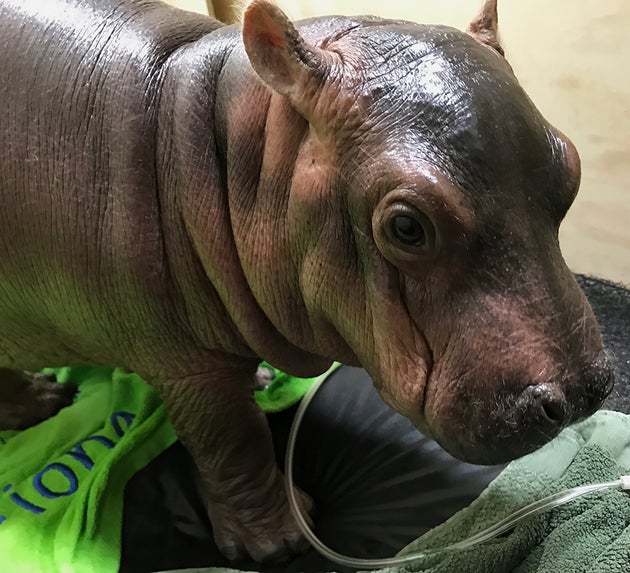 Baby Hippo Fiona Little Hippo Big Personality Huffpost Baby Hippo Fiona Little Hippo Big Personality Huffpost