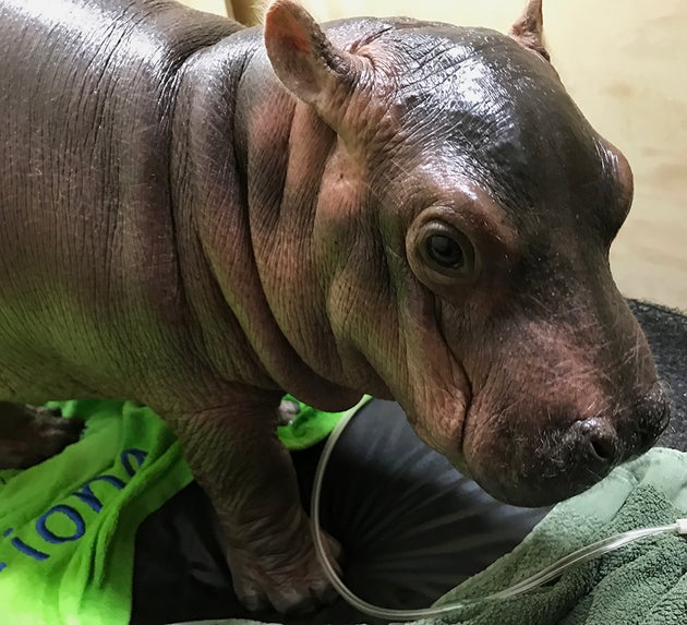 Baby Hippo Fiona Little Hippo Big Personality Huffpost