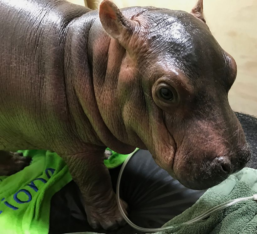 Baby Hippo Fiona: Little Hippo, Big Personality | HuffPost