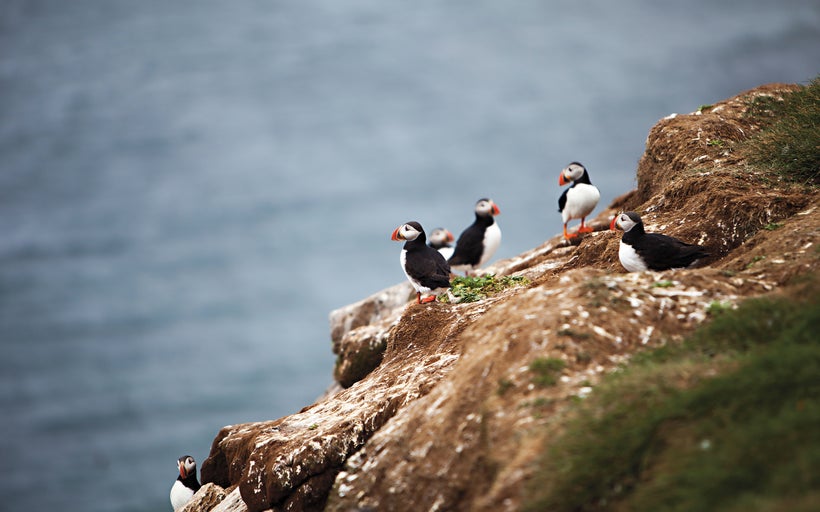 Puffins in Grimsey, Ireland