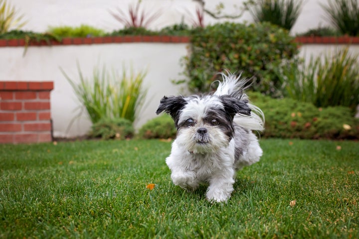 Maddie, a tiny shih tzu rescued as a senior, helped a 75-year-old widow overcome depression and anxiety. Their story of healing together is chronicled in the book “My Old Dog: Rescued Pets with Remarkable Second Acts.” 