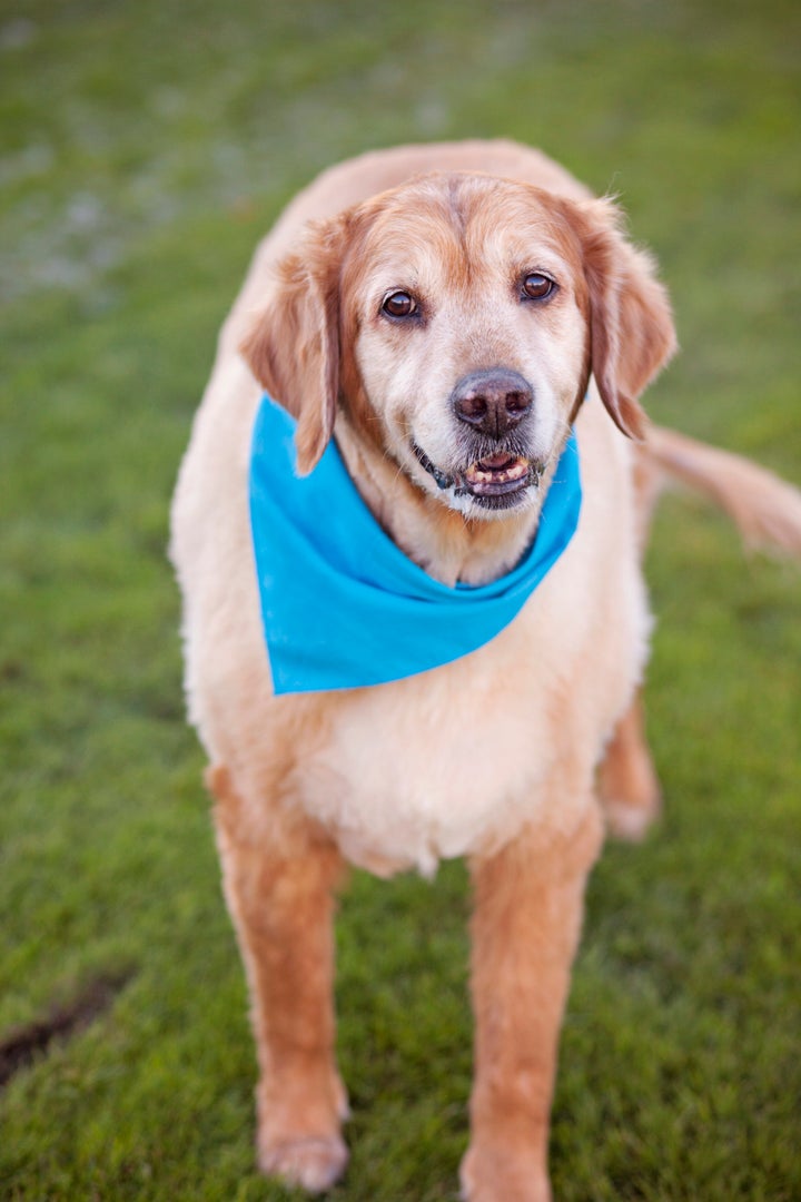 After he got sprung from a shelter, Rocky moved into the memory care unit of an assisted living facility on a full-time basis. There, the golden retriever helped and supported a group of women with dementia. 