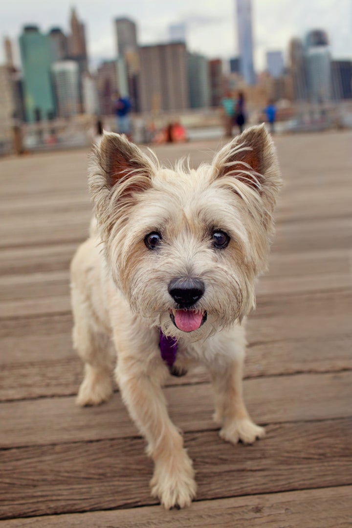 Sasha found herself homeless and alone as a senior dog in the wake of Hurricane Sandy. She ultimately got adopted by her foster mom, who fell hopelessly in love with her. 