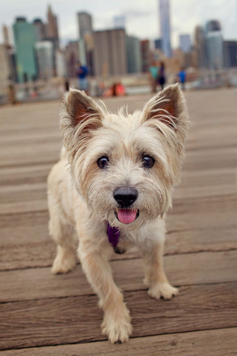 senior-dog-adoptions-are-on-the-rise-huffpost