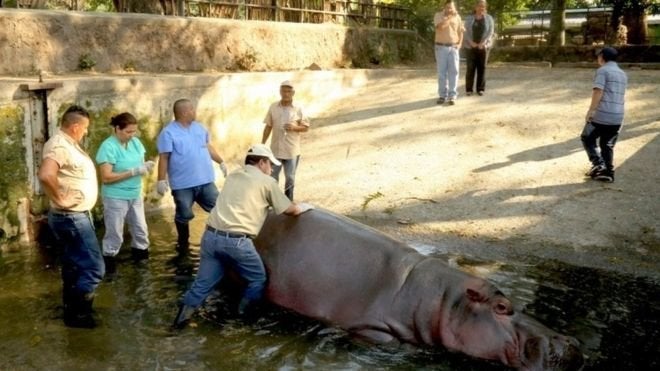 Zoo workers surround Gustavito in his pool after the alleged attack.