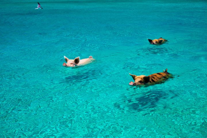 The swimming pigs are a popular tourist attraction in the Bahamas