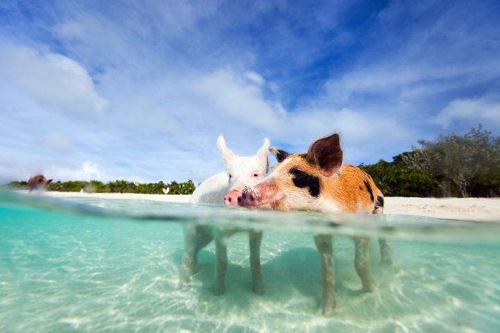 Seven of the famous swimming pigs have been found dead (stock image)