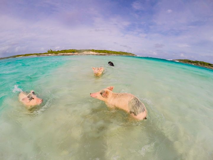 People for the Ethical Treatment of Animals (Peta) has criticised the 'Pig Island' attraction. File image.