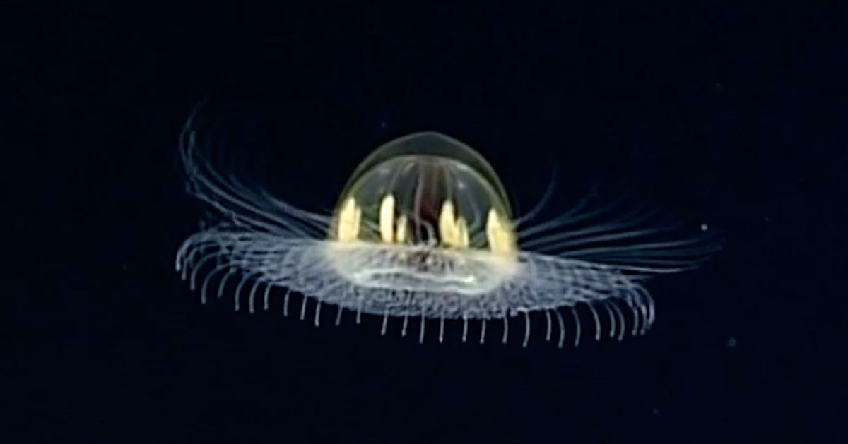 Jellyfish That Looks Like UFO Spotted By Underwater Rover | HuffPost News