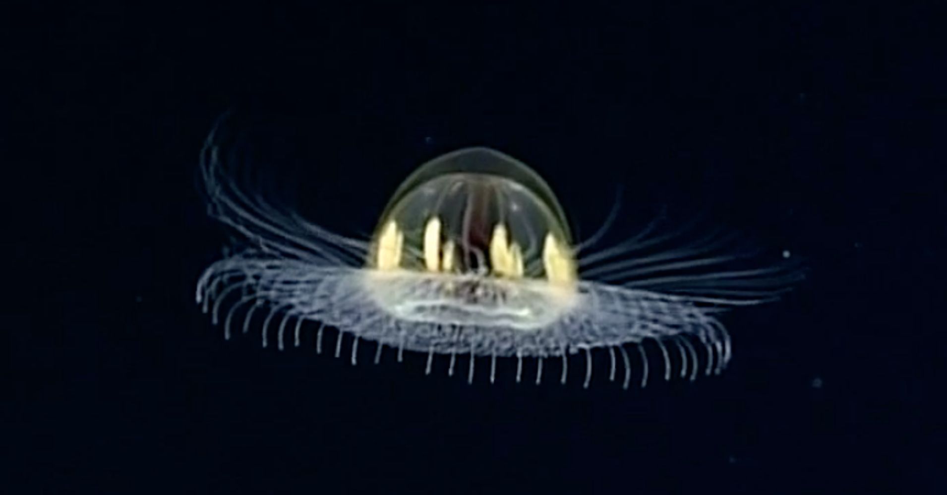 Jellyfish That Looks Like UFO Spotted By Underwater Rover | HuffPost