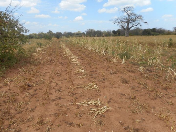 Crops in Kenya that should be ready for harvest have withered in the field due to a lack of rainfall. 
