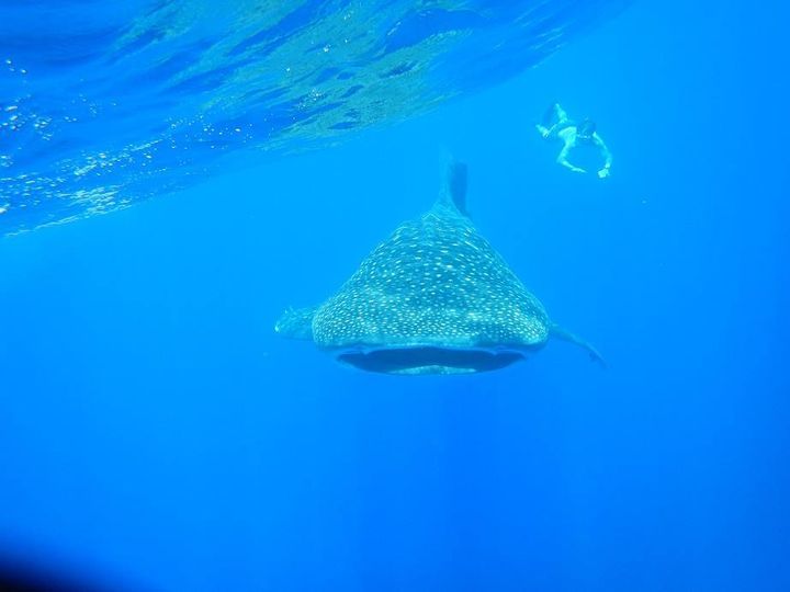 Visitors and islanders alike can dive with Whale Sharks off the coasts of the island during January and February each year.