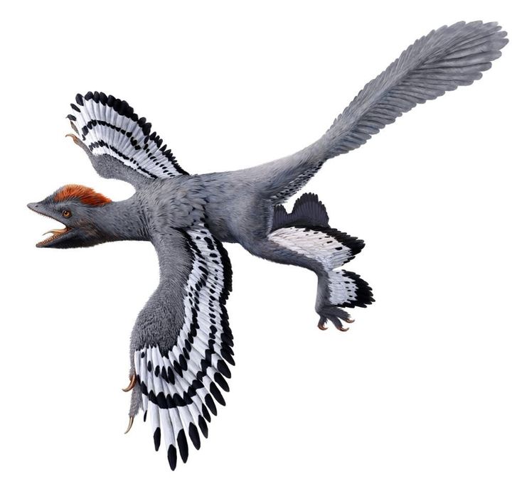 Anchiornis were feathered dinosaurs from China.