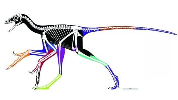 The studies reveal the accurate outline of the bird-like Anchiornis.